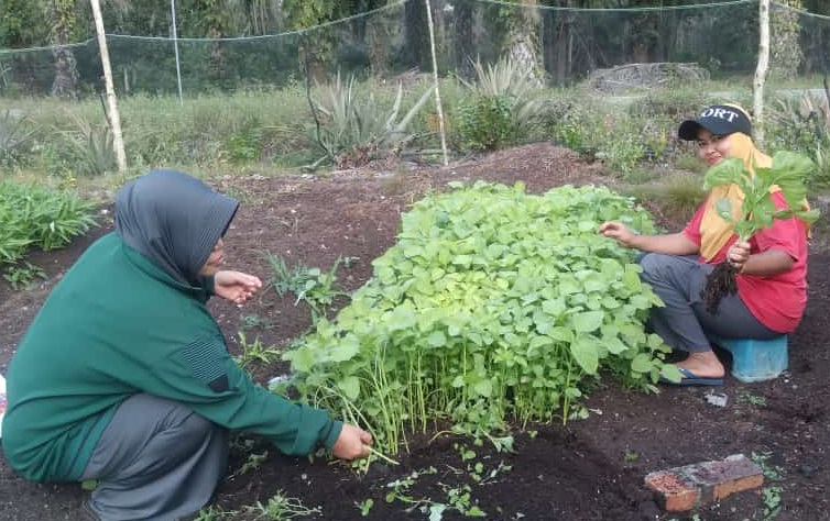 Uswatun Panen Kangkung dan Bayam