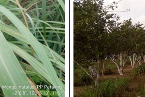 PAKAN ALTERNATIF DARI  LIMBAH SERAIWANGI 