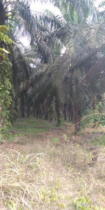 KEGIATAN PEREMAJAAN SAWIT RAKYAT (PSR)  DI KECAMATAN LEDO