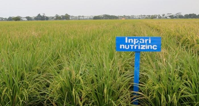 Galakkan Inpari IR Nutri Zinc Tanggulangi Stunting