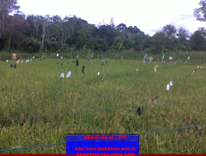 Budidaya Padi