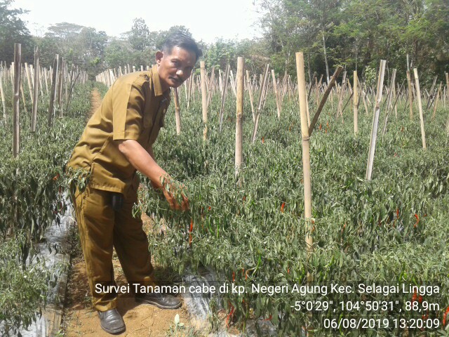 Pengembangan Cabe