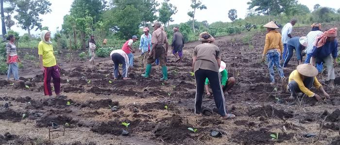 MENGHANTAR TEMBAKAU KE GERBANG INOVASI DESA