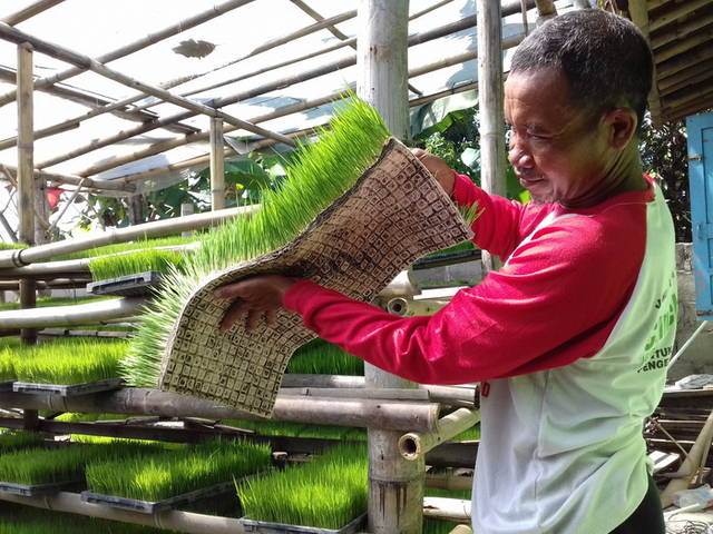 Pembuatan Persemaian Untuk Penangkaran Benih Padi Sawah Secara Mandiri