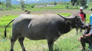 sistem usaha tani integrasi tanaman pangan  dengan ternak kerbau (bubalus bubalus)  di nagari koto padang kecamatan koto baru  kabupaten dharmasraya