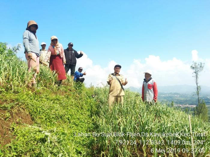 BUDIDAYA BAWANG PUTIH DI LERENG BROMO (2)