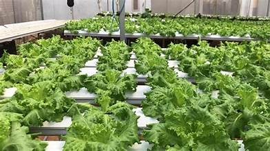 Hidroponik Selada yang Menguntungkan