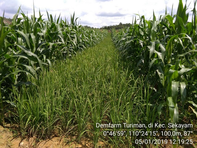 Tumpangsari Tanaman Jagung - Padi Gogo (Turiman Jago) Super