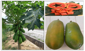 TEKNIK BERTANAM PEPAYA YANG BAIK