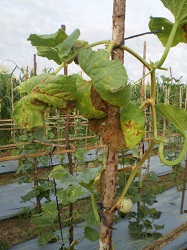 PENGENDALIAN PENYAKIT UTAMA TANAMAN MELON