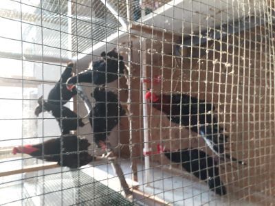 PEMBERIAN DEDAK FERMENTASI PADA PAKAN AYAM KUB