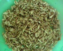 PENGGUNAAN BENIH BERMUTU DAN VARIETAS UNGGUL PADI SAWAH