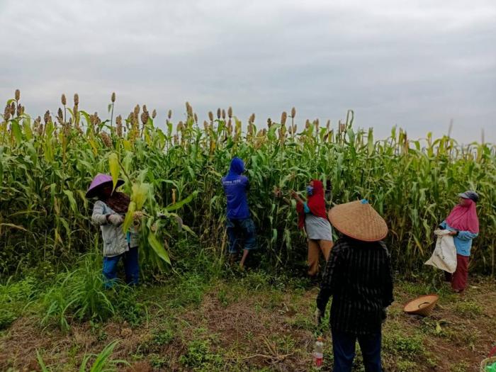 Sorgum Dapat Dijadikan Sebagai Salah Satu Komoditas Ekspor