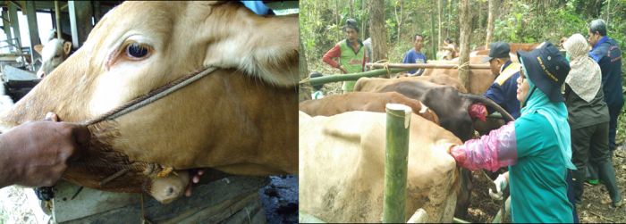Penyakit Pada Sapi Potong Dan Pencegahannya