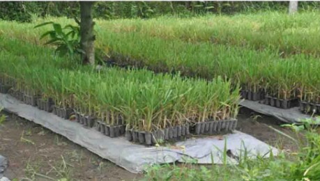 Pembibitan Tebu Bud Chip