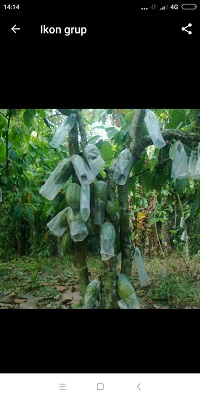 PLASTIKISASI UNTUK PENGENDALIAN LALAT BUAH (Hellopeltis .sp) PADA TANAMAN KAKAO