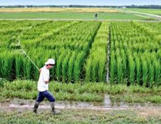 Pemeliharaan  Pertanaman  Dalam Memproduksi Benih Secara Mandiri