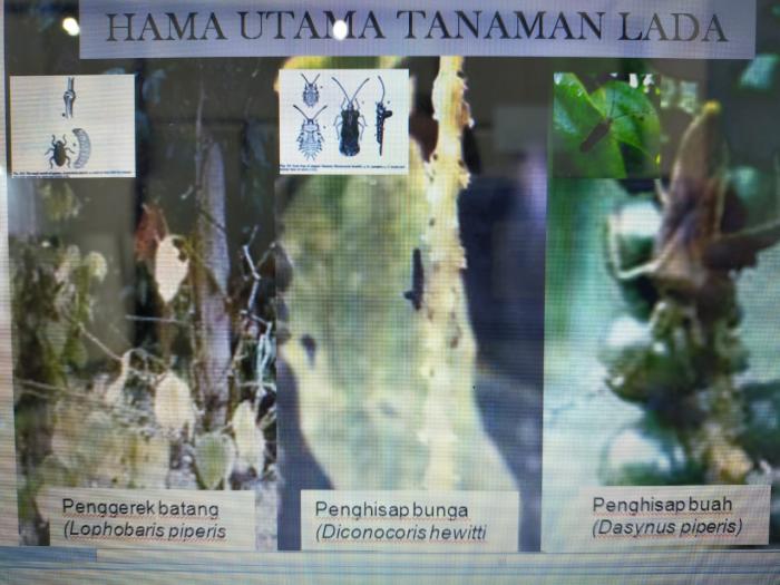 Mengenal Hama Utama Tanaman Lada  di Bumi Serumpun Sebalai