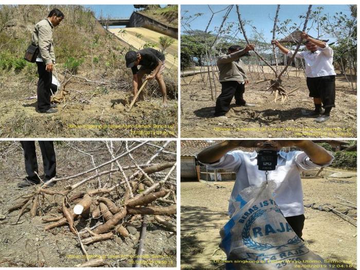 Tingkatkan Ubinan Singkong Dengan Kompos