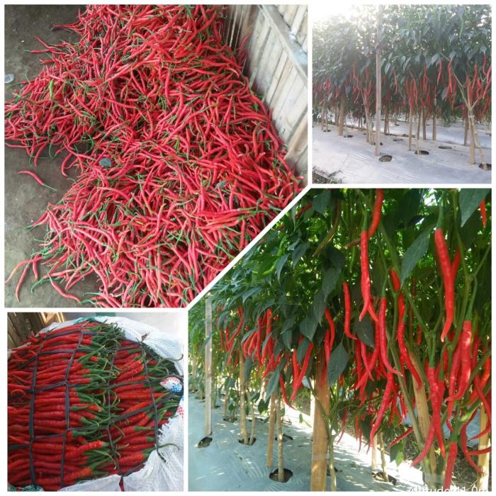 Budidaya Cabe Merah