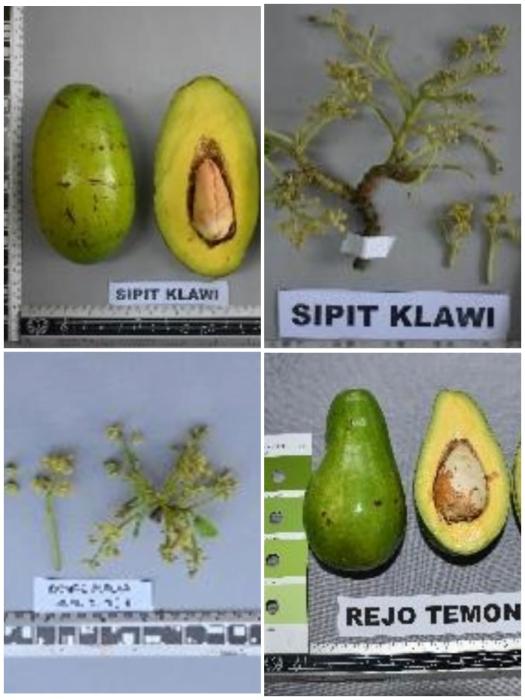 VARIETAS LOKAL ALPUKAT: KEANEKARAGAMAN SUMBERDAYA GENETIK LOKAL DI PROVINSI LAMPUNG