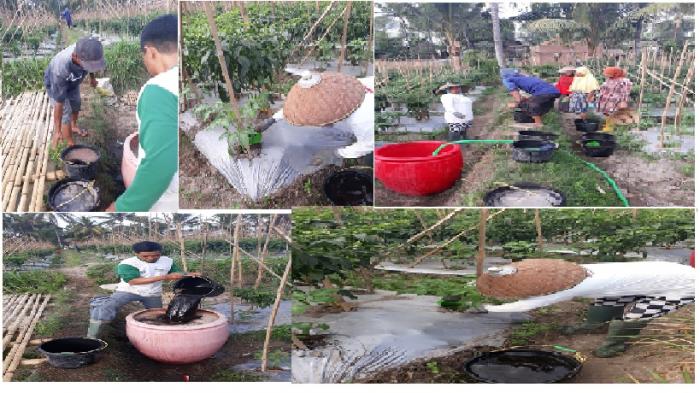 Pemupukan Ke Ii Pada Tanaman Tomat Tumpang Sari Dengan Cabai Merah Besar