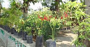 pemanfatan lahan pekarangan