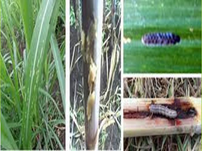 HAMA PENYAKIT PADA TANAMAN TEBU DAN CARA PENGENDALIANNYA