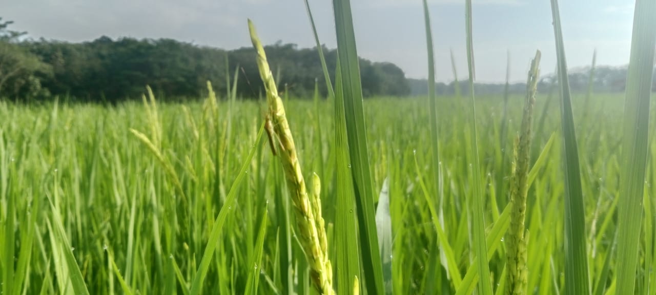 Solusi Alami Hadapi Hama Padi: Gunakan Bangkai Keong dan Ikan sebagai Perangkap Walang Sangit