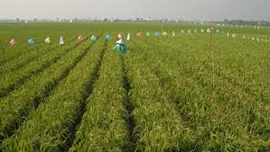 GAP, Untuk Jaminan Mutu di Bidang Pertanian