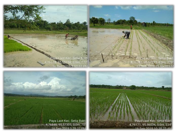 Pengolahan Lahan Sawah Yang Sempurna Untuk Tanaman Padi