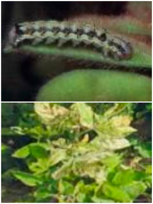 MENGENAL HAMA DAN PENYAKIT UTAMA PADA TANAMAN KEDELAI DAN PENGENDALIANNYA