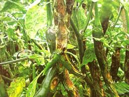 Mengatasi Serangan Phytophthora (busuk) pada Cabai