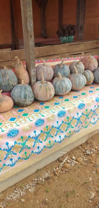 6 Cara Budidaya Labu Madu di Pekarangan Rumah | Artikel Pertanian