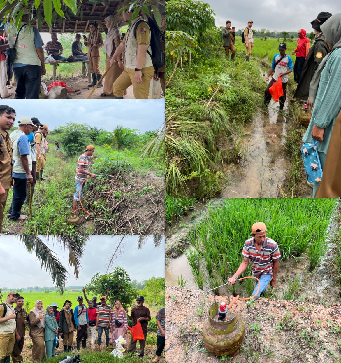 Gerakan Pengendalian (gerdal) Hama Tikus Pada Lahan Padi Sawah Di Desa Sukamaju, Bunga Mayang