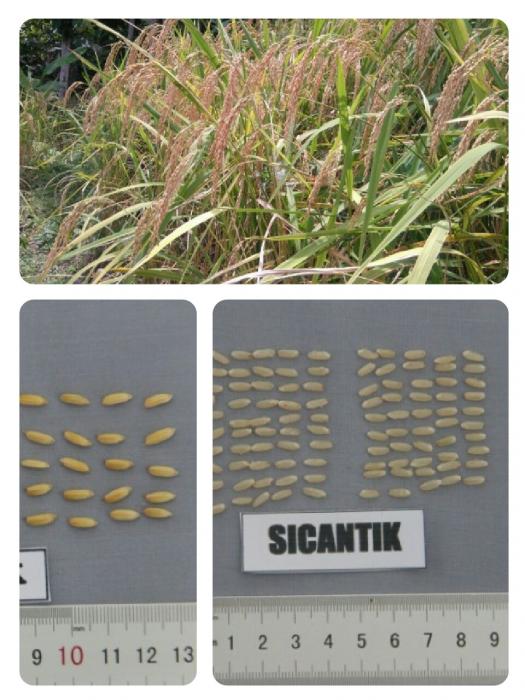 LUMBUNG SEWU CANTIK: VARIETAS LOKAL PADI LADANG POTENSIAL DARI PRINGSEWU