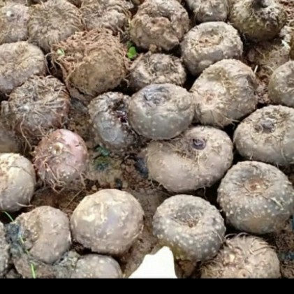 SNI 7938:2020  Umbi Porang Sebagai Bahan Baku