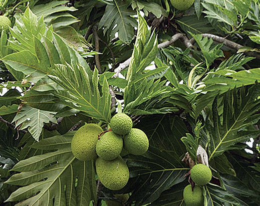 MENGENAL BUDIDAYA TANAMAN SUKUN(Artocarpus Altilis)