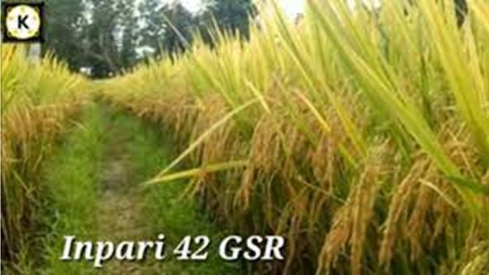 KOMPARASI PRODUKTIVITAS BEBERAPA VARIETAS UNGGUL BARU PADI SAWAH