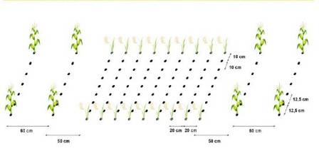 Teknologi Tumpangsari Jagung & Padi Gogo Super