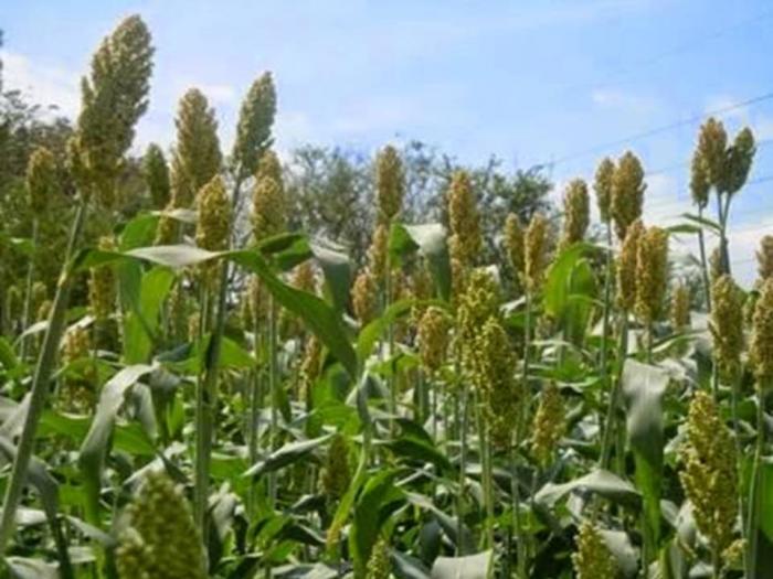 Sorgum, Alternatif Pangan Selain Beras