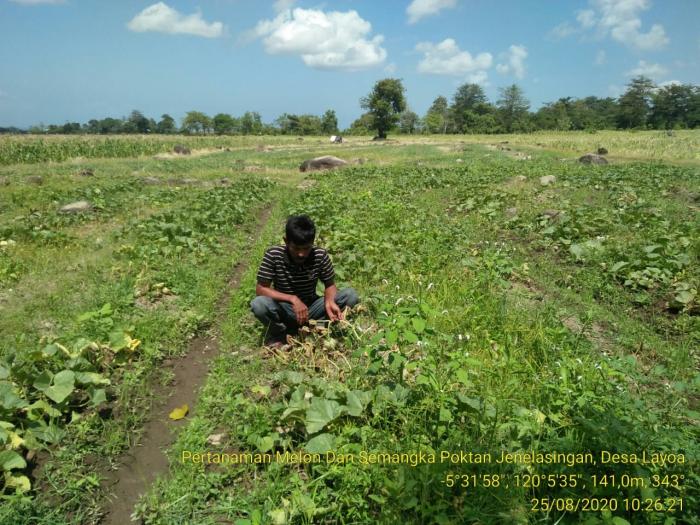 KUNJUNGAN LAPANGAN PERTANAMAN SEMANGKA DI KELOMPOK TANI JENELASINGAN KEC.GANTARANGKEKE KAB.BANTAENG