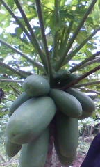 BUDIDAYA PEPAYA CALIFORNIA