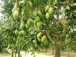 Buah mangga merupakan jenis tanaman yang memerlukan nutrisi yang cukup