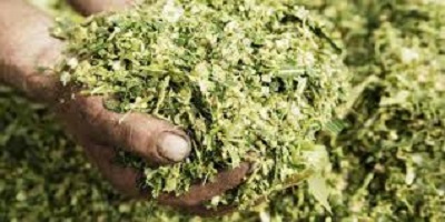 PEMANFAATAN LIMBAH TANAMAN JAGUNG SEBAGAI PAKAN TERNAK 