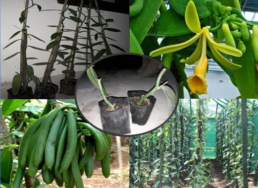 PEMBIBITAN TANAMAN VANILI