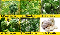 MENGENDALIKAN HAMA TIKUS SAWAH DENGAN PESTISIDA NABATI