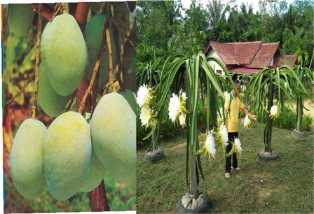 Merangsang Tanaman Buah Cebat Berbuah
