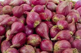 PENGENDALIAN PENYAKIT LAYU FUSARIUM (MOLER) TANAMAN BAWANG MERAH