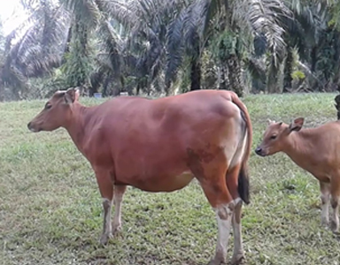Daging Sapi Bali Jantan Rendah Lemak dengan Pakan Berbasis Sawit
